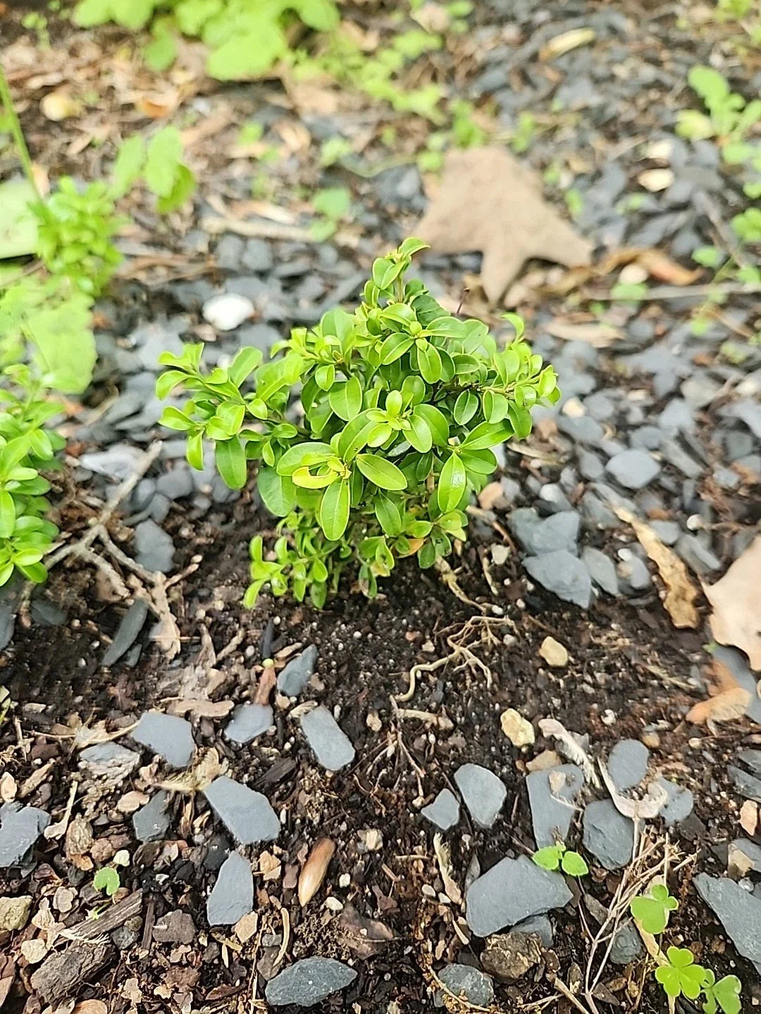 Kingsville Boxwood Mame Bonsai Tree, Rare Specimen, Buxus microphylla 'Kingsville'