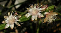 Rhipsalis Dissimilis Cuttings - 4 Inch Orchid Cactus - White Flowers - Succulent Plant Cuttings