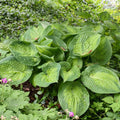 Hosta Paradigm Perennial Plant in 5.25" Pot | Colorful Corrugated Leaves | Shade Tolerant | Hosta 'Paradigm'