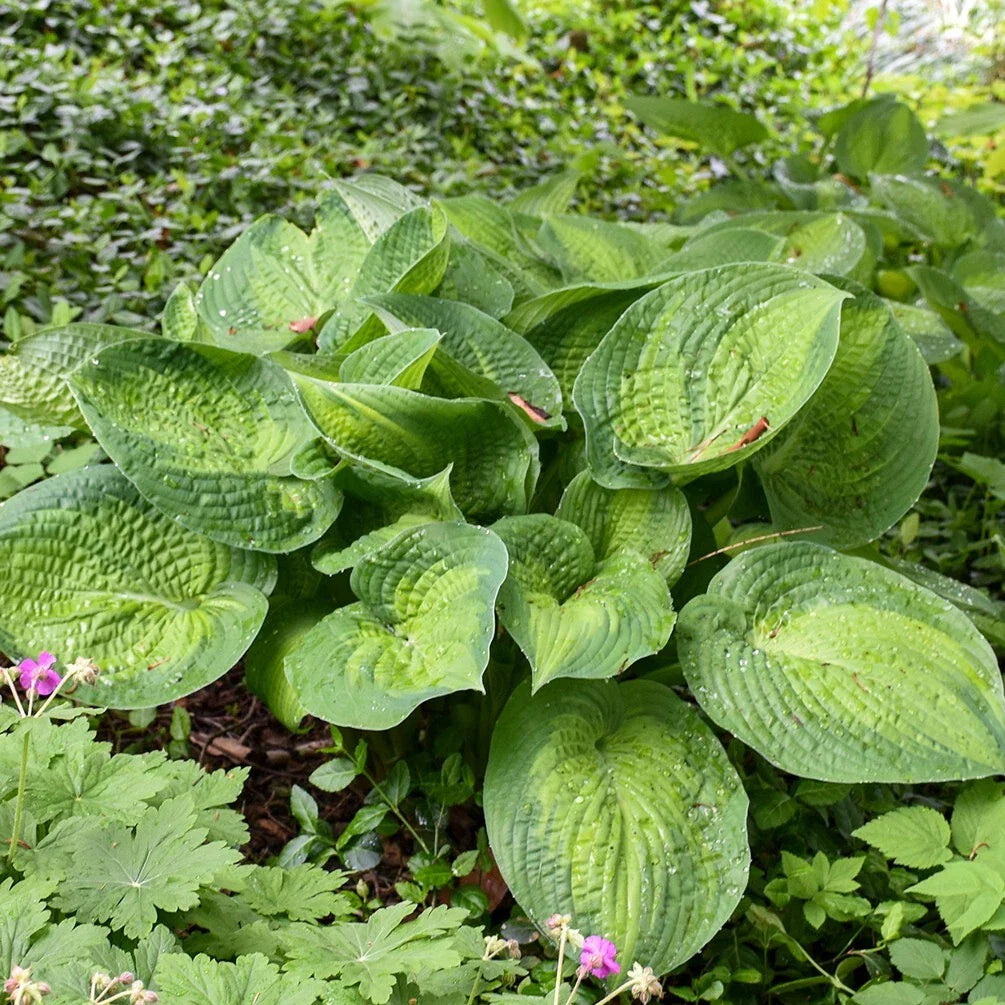 Hosta Paradigm Perennial Plant in 5.25" Pot | Colorful Corrugated Leaves | Shade Tolerant | Hosta 'Paradigm'