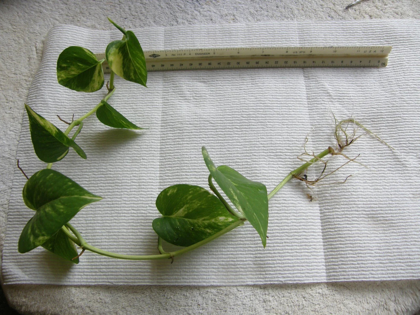 Golden Pothos Bare Root Plant - Devil's Ivy with Three 6"-18" Rooted Vines - Epipremnum aureum