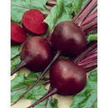 Premium Detroit Red Beet Seeds - Organic Heirloom Vegetable Seeds - Popular Variety for Home Gardening