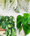 Philodendron Brazil Cuttings | Heartleaf Philodendron & Marble Queen Pothos Cuttings | Easy Houseplants