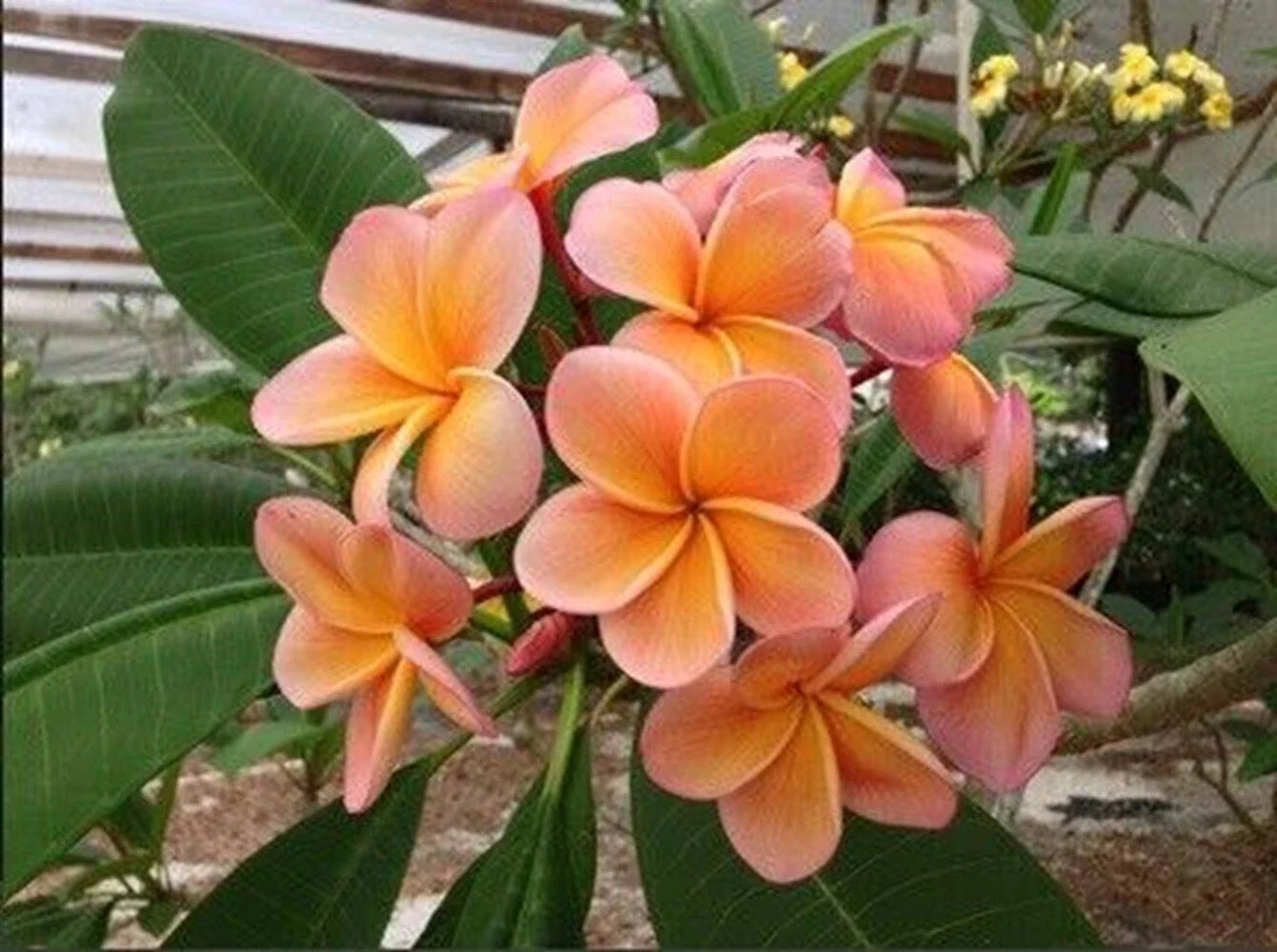 Light Pink Orange Plumeria Seeds - 5 Perennial Flower Seeds (Plumeria spp.)