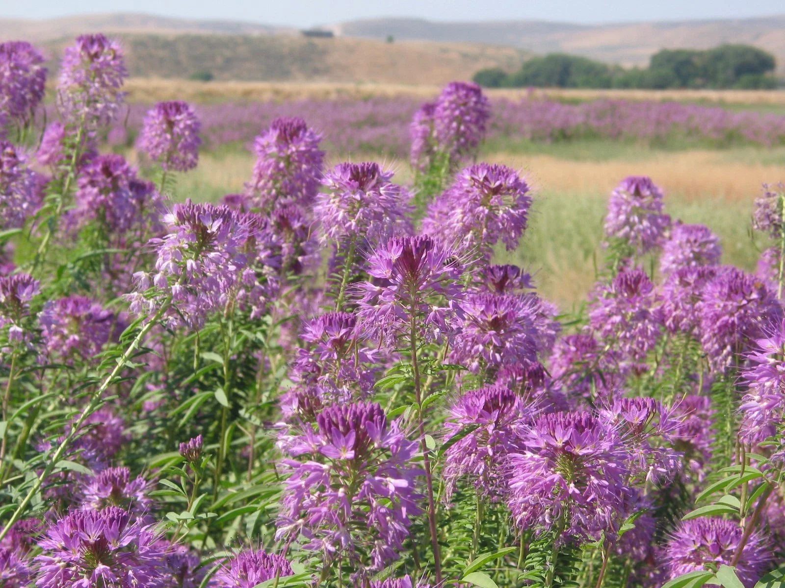 Rocky Mountain Bee Plant Seeds - 101+ Native Wildflower Seeds for Pollinators - Cleome serrulata