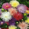 Nova Mix Aster Seeds - 50 Flower Seeds - Colorful Asters - Aster novae-angliae
