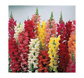 Snapdragon Seeds - Liberty Clastic Mix - 25 Pack - Antirrhinum majus