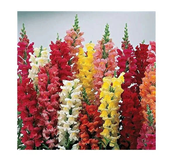 Snapdragon Seeds - Liberty Clastic Mix - 25 Pack - Antirrhinum majus
