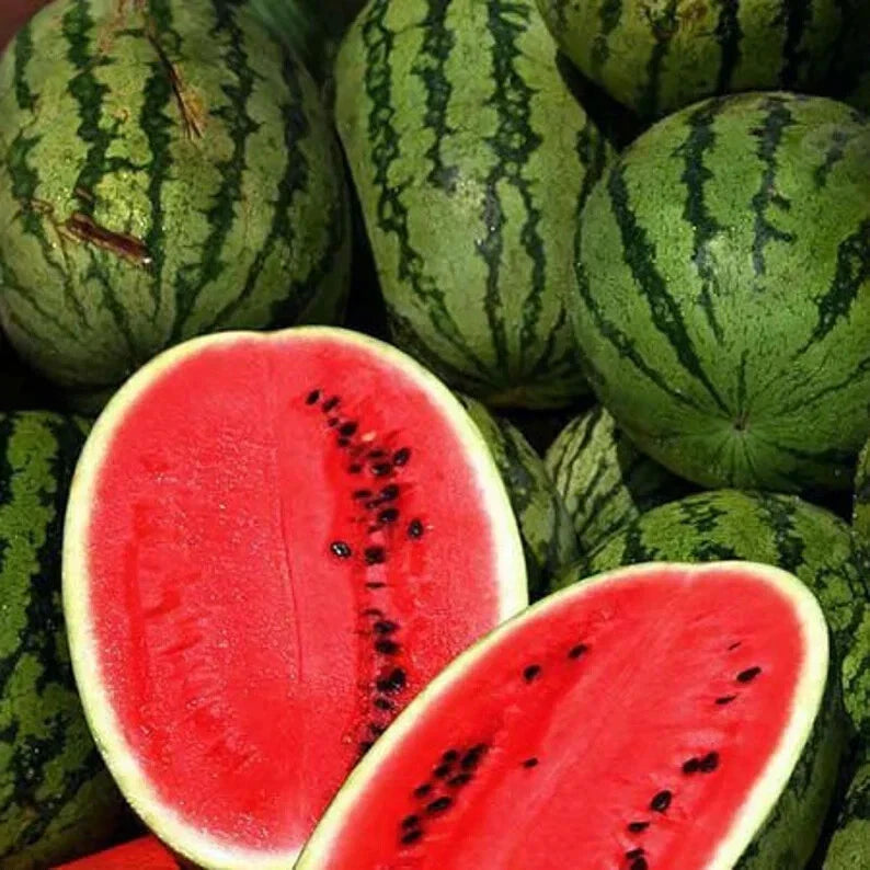 Organic Sweet Watermelon Seeds - 50 Pack - Citrullus lanatus - USA Grown, Free Shipping