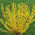Forsythia Rooted Cuttings - 5 Fast Growing Cuttings - Forsythia x intermedia 'Mindor' - Excellent Roots