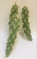 Live Cholla Cactus Cuttings - 3 Jumping Cholla Plants - Native to Tucson, Arizona - Perfect for Indoor/Outdoor Gardens