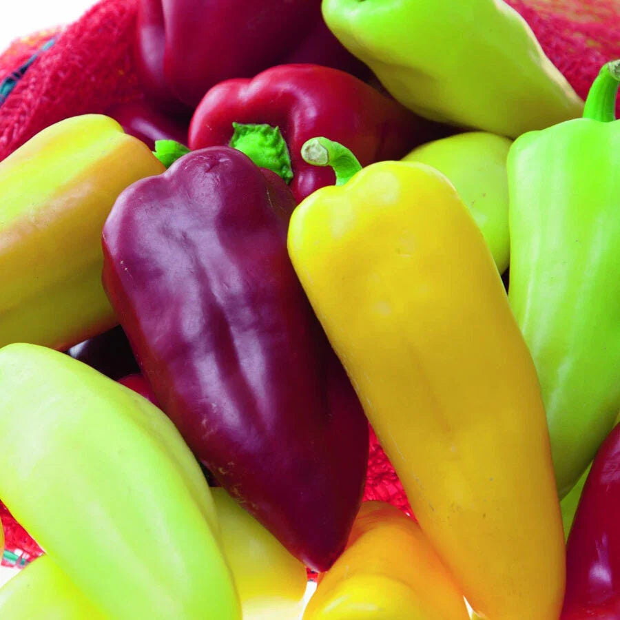 Sweet Pepper Seeds 100 Count - Pretty N Sweet Variety - Capsicum annuum - Non-California Shipping