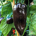 Mulato Isleno Hot Pepper Seeds - 25+ Seeds for Garden Planting - Capsicum annuum - USA Quality