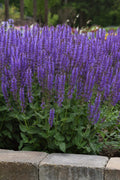Meadow Sage Live Perennial Plant Bare Root 20-22" Salvia 'Blue By You' Purple Blooms Zones 4-9 Butterfly Garden