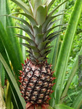 Smooth Cayenne Pineapple Seeds - 15+ Seeds for Garden Planting - Ananas comosus - USA Grown, Free Shipping