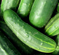 Marketer Cucumber Seeds 50+ Pack Non-GMO Summer Vegetable Garden Cucumis sativus