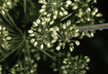 Angelica Seeds - 100 Non-GMO Seeds for Herb Garden - Angelica archangelica - Free Shipping