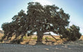 Coast Live Oak Acorns - 25 Pack - Quercus agrifolia - California Native - 2024 Harvest - USA Grown