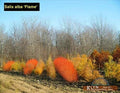 Flame Willow Tree Cuttings - 4 Pack - Vibrant Orange and Red Bark - Salix × fragilis