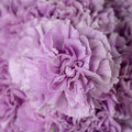 Lavender Carnation Seeds - 100 Perennial Dianthus Flower Seeds for Garden Planting