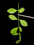 Dischidia Oiantha Variegata Cutting - Rare Variegated Houseplant for Propagation or Plant Collection