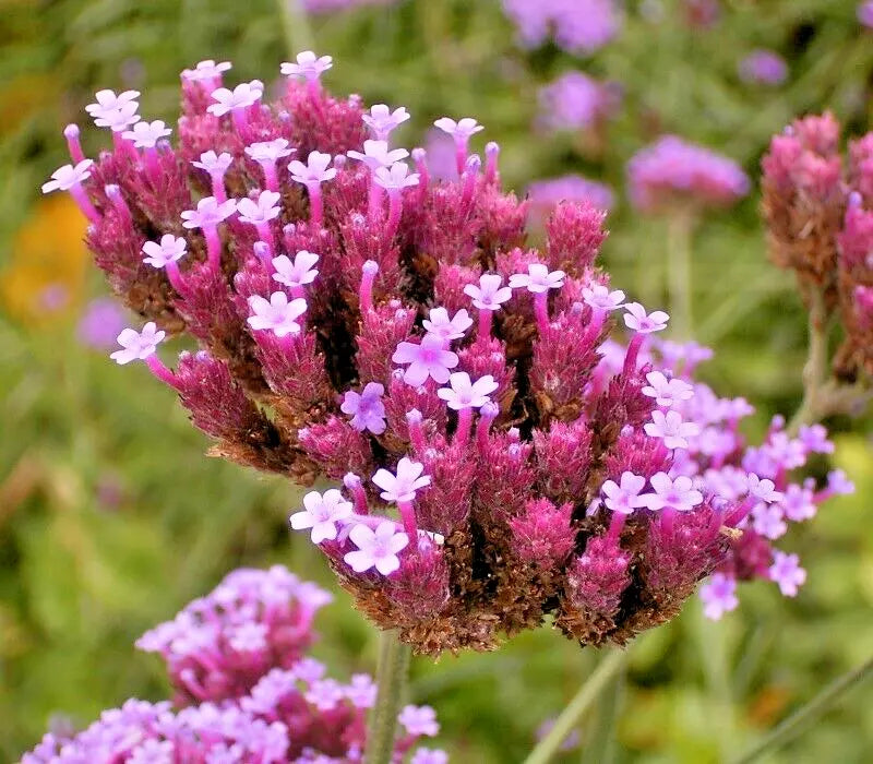 Tall Verbena Seeds, 250 Count, Purple Flowers, Hardy, Verbena bonariensis, Easy to Grow