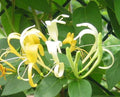Honeysuckle Vines 4 Live Plants 6" White Yellow Flowers Lonicera japonica Fast Growing Fragrant Climbing Vine Ground Cover
