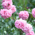 Pale Rose Poppy Seeds 200+ Pack for Garden Planting - Papaver rhoeas - USA Grown, Non-GMO