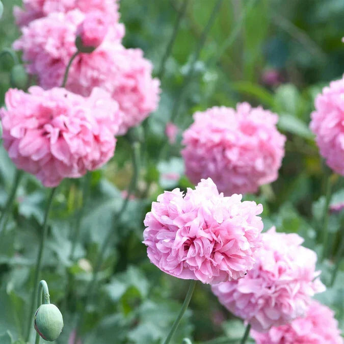 Pale Rose Poppy Seeds 200+ Pack for Garden Planting - Papaver rhoeas - USA Grown, Non-GMO