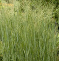 Switch Grass Seeds 500+ Pack, Perennial Ornamental Grass, Panicum virgatum, US Free Shipping