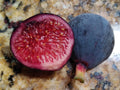 Guajome Fig Tree Cuttings - 2 Tasty Purple Fig Cuttings - Easy to Root - Ficus carica