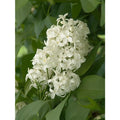 Unroot Cuttings Angel White Lilac 5 Pack ~Pure White~ Syringa vulgaris Bush/Shrub/Tree Plants