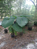Giant Colocasia Plant - 1 Gallon Elephant Ear Taro - Colocasia esculenta