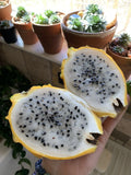 Yellow Dragon Fruit Seeds - 100 Pack Golden Pitaya - Hylocereus Megalanthus - Easy to Grow, Tropical Fruit Seeds