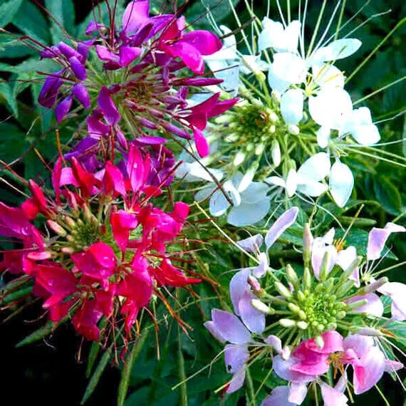 Mixed Colors Cleome Seeds | 100-2,000 Non-GMO Seeds | Cleome hassleriana
