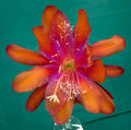 Epiphyllum Hybrid Starter Pot 4" 'Tel Star' Cactus Plant, Fully-Rooted, Exotic Flowering Succulent, Epiphyllum spp.