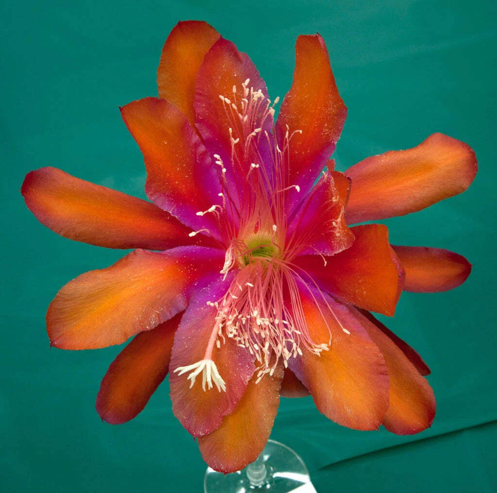 Epiphyllum Hybrid Starter Pot 4" 'Tel Star' Cactus Plant, Fully-Rooted, Exotic Flowering Succulent, Epiphyllum spp.
