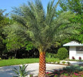Slyvester Palm Bare Root 5 Inches Tall Phoenix sylvestris Indoor Plant Tropical Decor