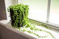 String of Pearls Cuttings 3-4 Inch Senecio Rowleyanus for Rooting, Succulent Plant Propagation