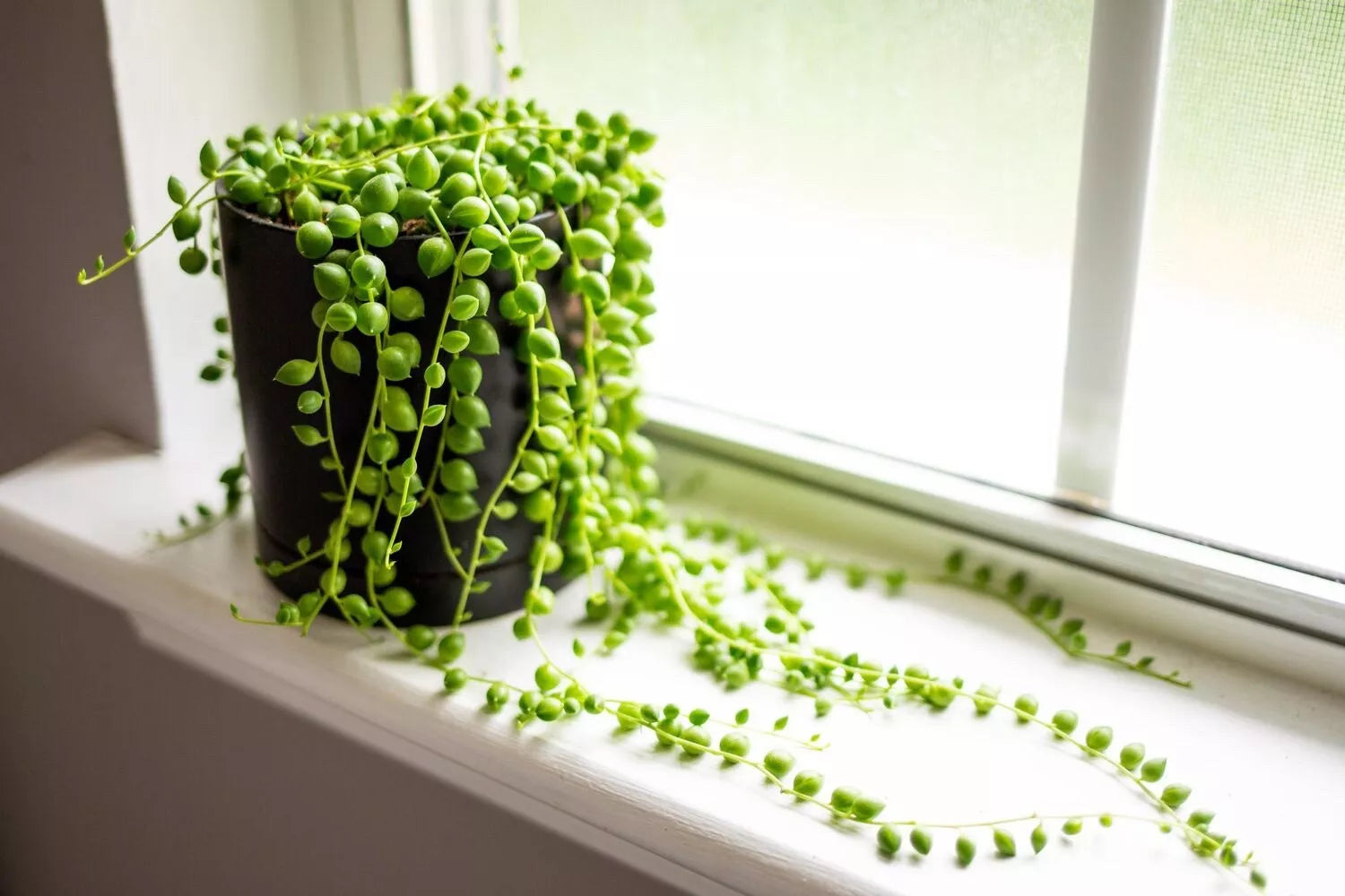 String of Pearls Cuttings 3-4 Inch Senecio Rowleyanus for Rooting, Succulent Plant Propagation
