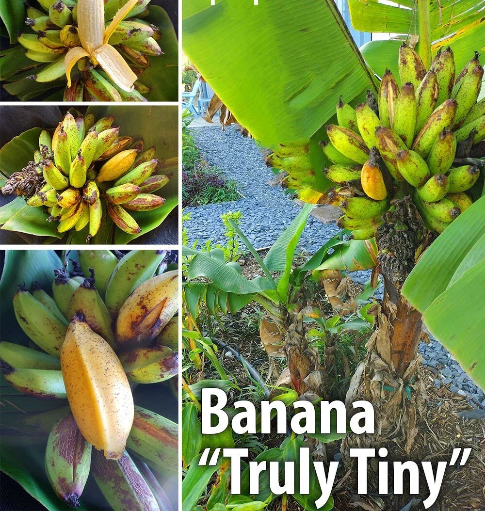 Musa Banana Plant Starter - Live Well-Rooted Small Banana Plant - Musa acuminata - USA Seller