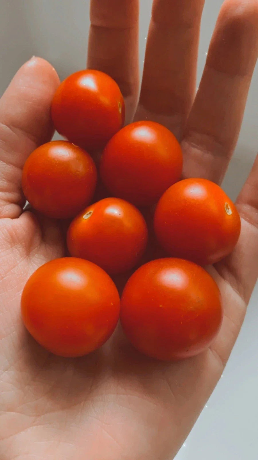 Large Cherry Tomato Seeds - 25 Homegrown Non-GMO Organic Seeds for Gardening - Solanum lycopersicum