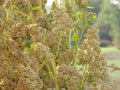 White Quinoa Seeds 200 Seeds Chenopodium quinoa Grain for Flour Sprouts Organic Nutrient-Dense Superfood