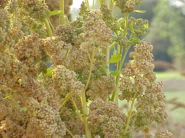 White Quinoa Seeds 200 Seeds Chenopodium quinoa Grain for Flour Sprouts Organic Nutrient-Dense Superfood