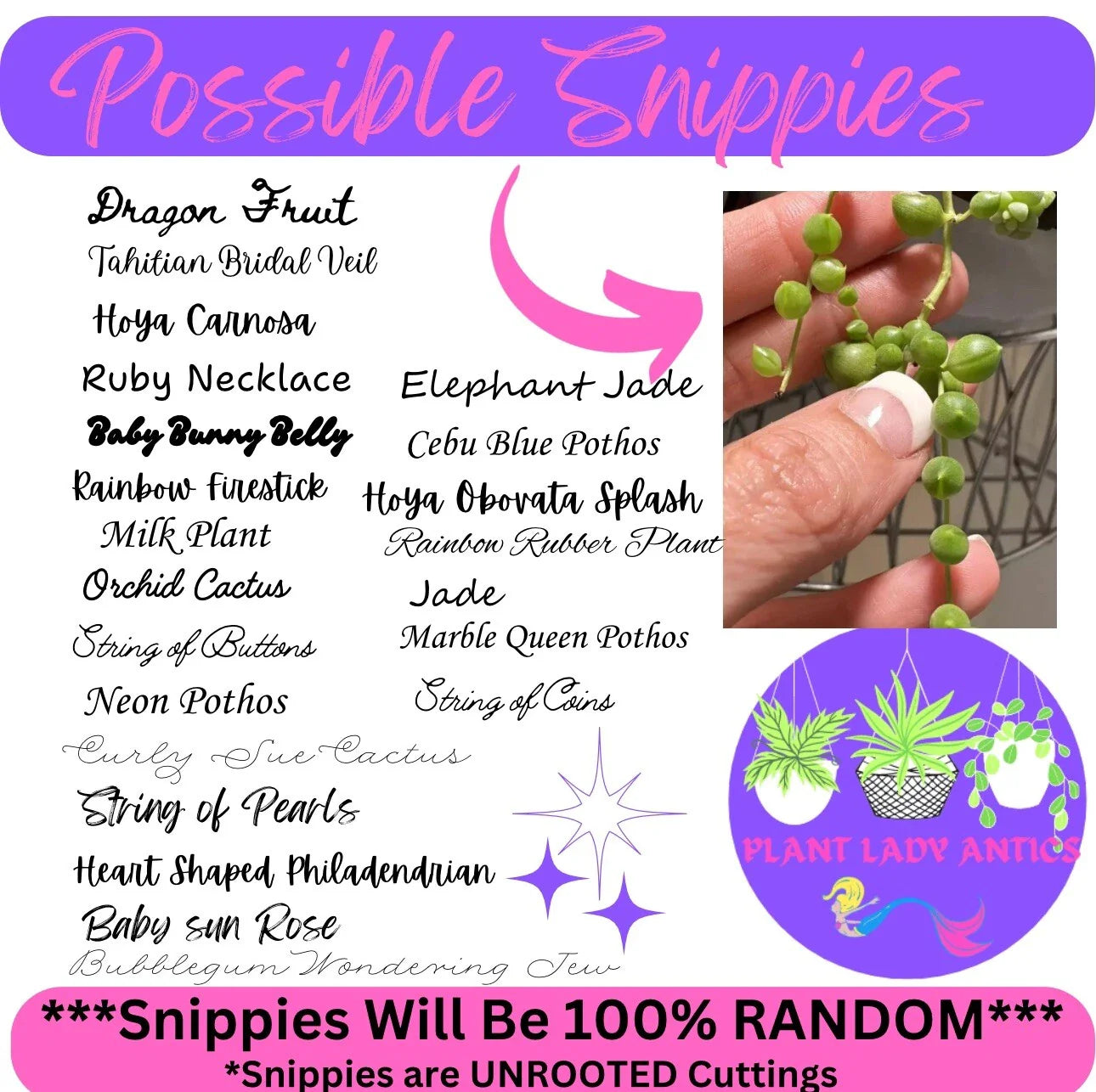 Mystery House Plant Cuttings Set of 6 - Indoor Plant Variety for Home Decor - Ideal for Plant Lovers