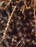 50+ Seeds California Fan Palm, Washingtonia Filifera, Fresh 2024 Seeds for Planting