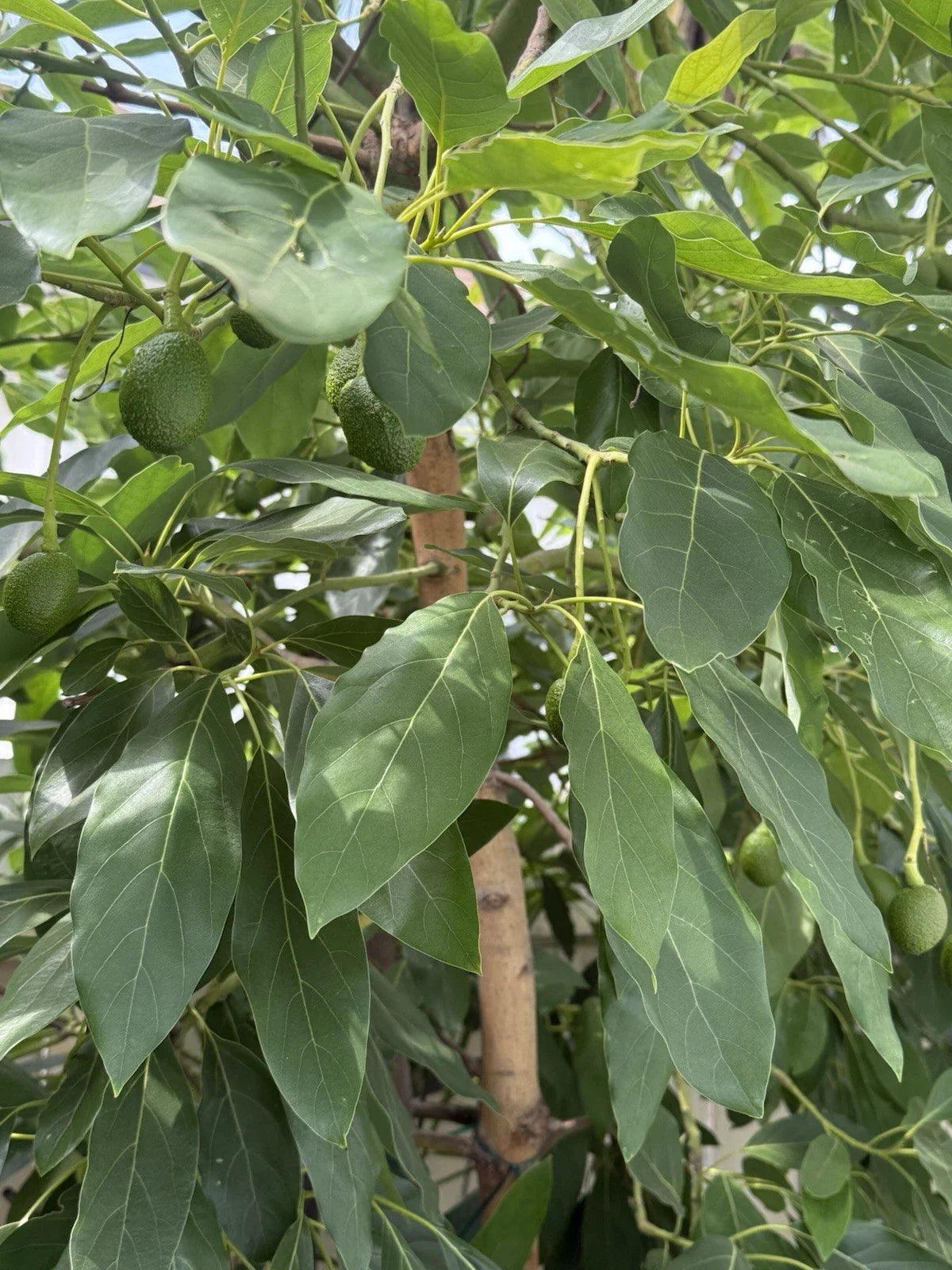 HASS Avocado Cuttings 4 Scions for Grafting - Persea americana