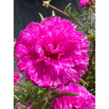 Unrooted Cuttings - Purple Batik - Portulaca grandiflora - Colorful Succulent for Gardening and Plant Enthusiasts