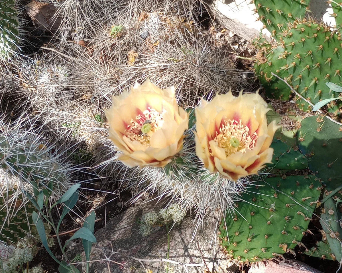 Opuntia Cactus 1 Pad Cold Hardy Variety with Yellow Orange Flowers - Opuntia erinacea