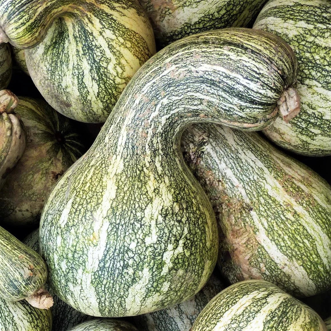 Cushaw Seeds - Green Striped Variety for 2025 Planting, Southern USA Garden Vegetable, Cucurbita mixta
